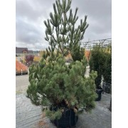 Сосна румелійська/македонська/балканська 2-2.5 м